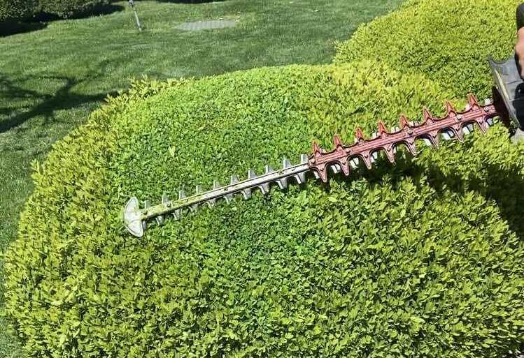 стрижка самшита, формировка самшита шаром Стрижка кустов Киев
